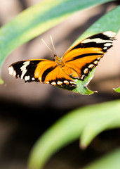 Tiger Longwing Heliconius hecale with open wings lies on green l