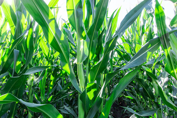 Foglie di granturco