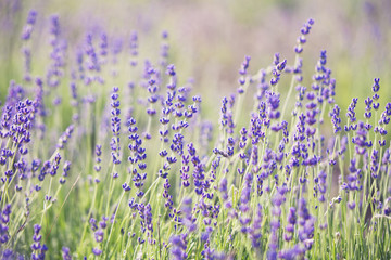 Fototapeta premium Lavender flowers - nature floral background