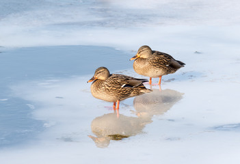 Wild Duck Birds, Mallard Duck (Anas platyrhynchos). Two females