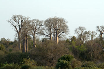 Baobab, adansonia grandidieri, fleuve Tsiribihina, Madagascar