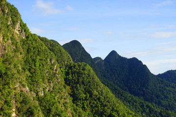 Fototapeta premium Tropical forest in Langkawi, Malaysia
