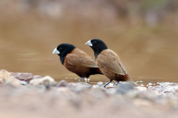 Chestnut Munia or Black-headed Munia ( Lonchura atricapilla ) into the water puddles on the dirt groundม  Beautiful of Bird, Bird of Thailand