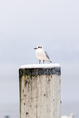 Seagull perched on a wooden pole with snow in the winter in the city of Lucerne, Switzerland.