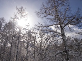 Forest in winter/Hakuba,Japan