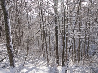Forest in winter/Hakuba,Japan