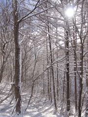 Forest in winter/Hakuba,Japan
