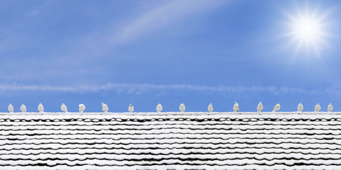 Many seagulls perched on a wooden roof covered with snow in the winter in the city of Lucerne,...