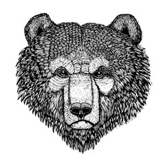 Wild bear Vector image for tattoo, t-shirt, posters Hand drawn illustration