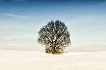 lonely tree (373) in winter season