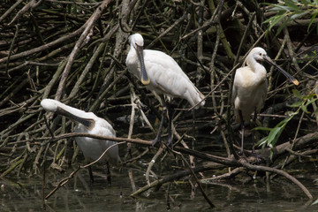 Tre spatole bianche europee