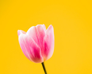 tulip close-up (152)