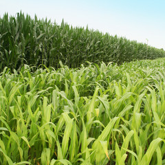 Fototapeta premium Campo di mais in primavera