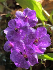 Vanda orchid flower.