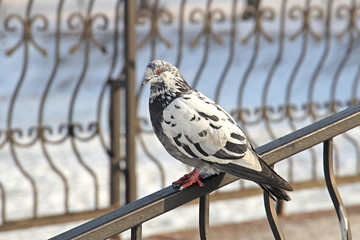pigeon