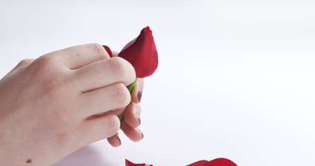 female teen hand tearing red rose flower on white background, 4k photo