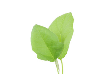Aubergine sprout