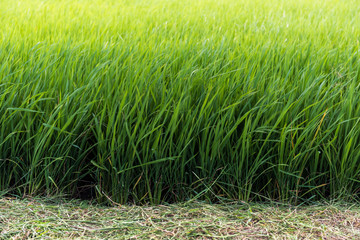 the rice field