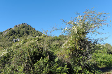 Fototapeta na wymiar montagne et maquis de Costa verde en Haute Corse
