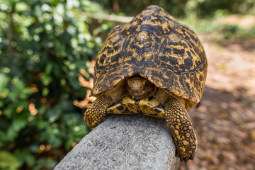 Leopard tortoise (hiding head into shell), yellow skin color, Zanzibar, Tanzania, Africa