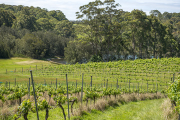 Fototapeta na wymiar Vineyard in NSW