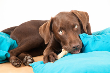 Labrador Welpe frisst einen Knochen