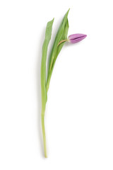 fresh purple tulip shot from above isolated on white background