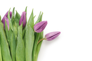 fresh purple tulips shot from above isolated on white background