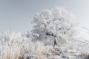 Obraz na płótnie Canvas Lonely tree in winter