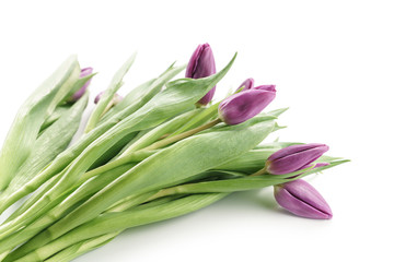 fresh purple tulips isolated on white background