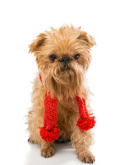 Dog  in a knitted scarf