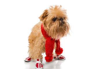 Dog breed in a red knit scarf and boots