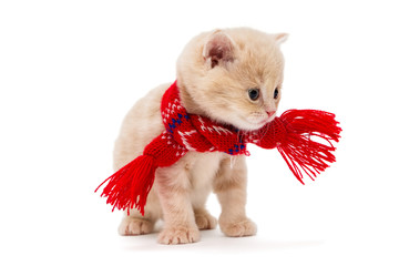 Kitten British in a red scarf