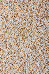 Grain brown rice background