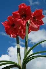 Blooming Pink Amaryllis (Hippeastrum) with Blue Sky
