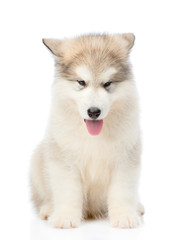 Naklejka na ściany i meble Alaskan malamute puppy sitting in front view. isolated on white