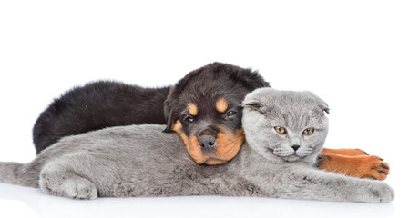 Sad rottweiler puppy embracing cute kitten. Isolated on white 
