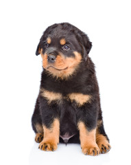 Little rottweiler puppy sitting in front view. Isolated on white