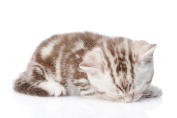 Fototapeta na wymiar Tiny kitten sleeping. isolated on white background