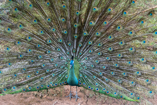 Indian peafowl is spreading it's tail to female.