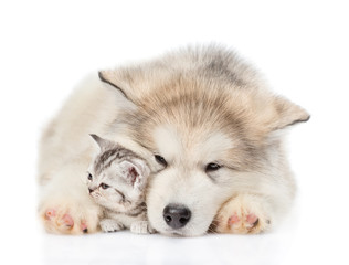 Fototapeta premium Alaskan malamute puppy embracing tiny kitten. isolated on white