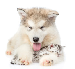 Puppy sleeping kitten hugging. isolated on white background