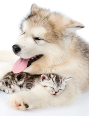 Puppy embracing sleeping kitten. isolated on white background