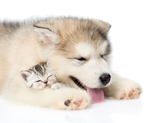 Puppy sleeping with kitten. isolated on white background