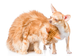kitten gently stroked a puppy. isolated on white background