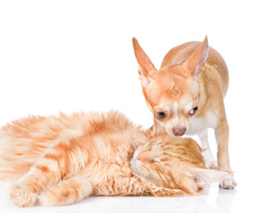 Obraz premium Puppy kisses the sleeping cat. isolated on white background