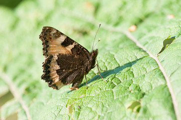 Schmetterling auf Blatt