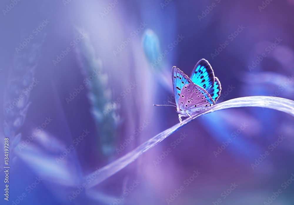 Aufkleber beautiful blue butterfly on blade of grass in nature with a soft focus on blurred purple background 