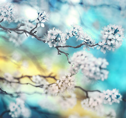 Branch cherry blossoms in spring outdoors with soft focus blue blurred beautiful bokeh close-up macro. Spring template floral background wallpaper. Gentle romantic delicate artistic image. - obrazy, fototapety, plakaty