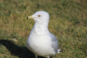 : Intriguing look of seagull waiting for its food